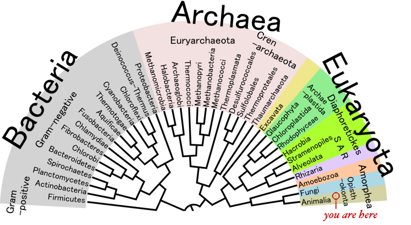 Phylogenetic Tree of Life