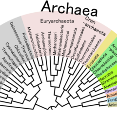 Phylogenetic Tree of Life