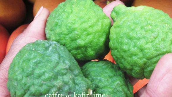 featured-image-kaffir-lime