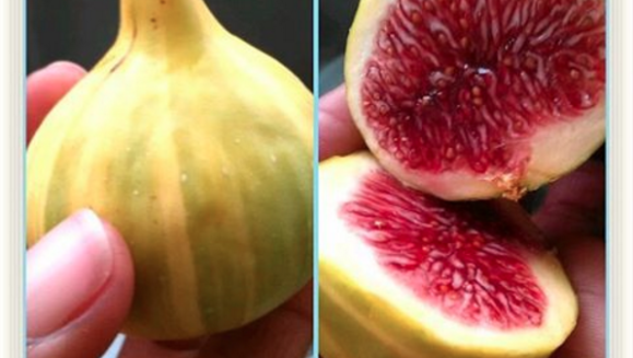 figs-fun-food-fact